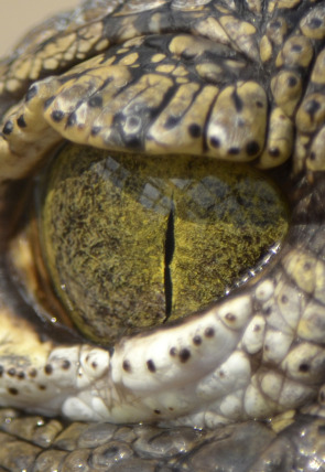 Póster de La invasión de los cocodrilos