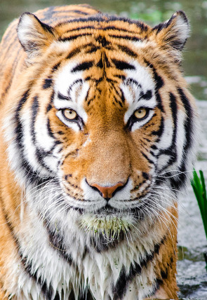 Póster de El factor geológico