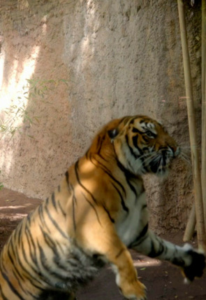 Crónicas del zoo T1 E2