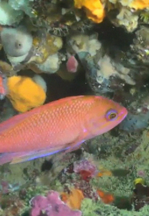 Póster de Catalunya salvatge: La selva humida