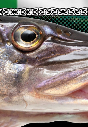 Wild Pike Ireland - capítulo final en la programación de Iberalia TV (Ocio y Aficiones)