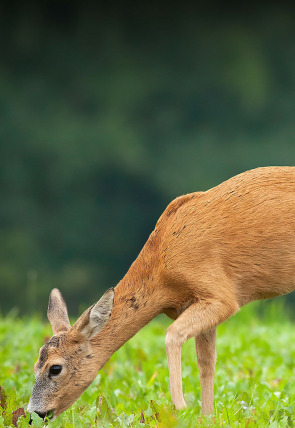 Póster de Despieta el campo, la fiebre del corzo