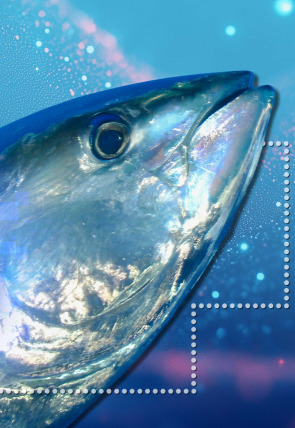 Atún rojo pesca y marcaje electronico en la programación de Iberalia TV (Ocio y Aficiones)