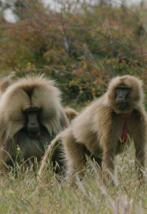 Póster de Pandillas salvajes