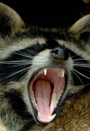 Carátula de Bandidos enmascarados