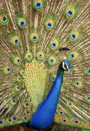 Carátula de Los colores de la naturaleza