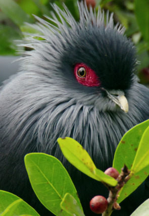 Planeta selva: Selvas en las nubes. Costa Rica