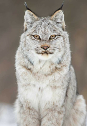 Póster de Canadá salvaje · Primavera