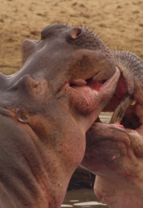 Carátula de Cuentos de Zambia · Històries de Zàmbia