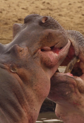 Carátula de Cuentos de Zambia: Historias de árboles