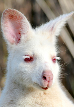 Carátula de Tasmania: extraña y sorprendente