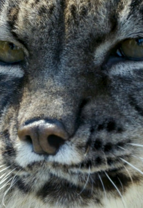 Carátula de Hijos de Saliega. El retorno del lince ibérico