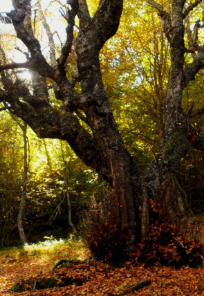 El señor de los bosques