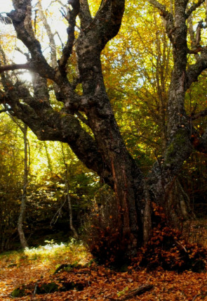 Póster de El señor de los bosques