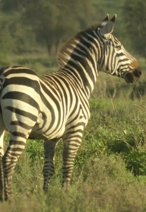 Póster de Cebras del Serengeti · Zebres: una vida a la carrera