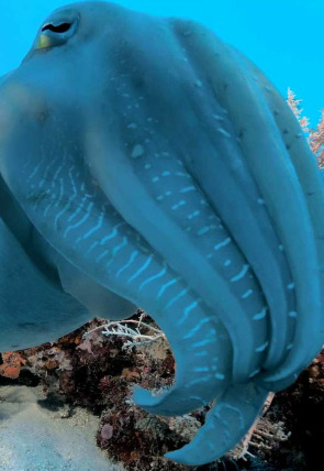 Carátula de Into the blue
