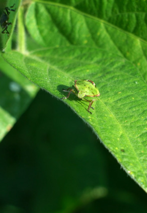 Insecticidas, licencia para matar en la programación de La 2 (Documentales)