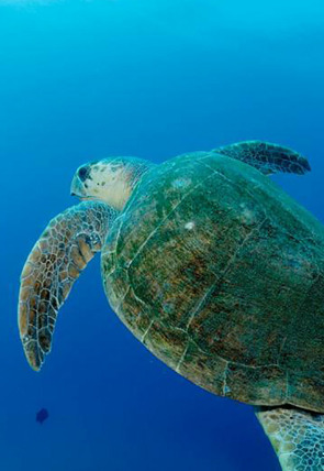 Carátula de Océanos épicos: Arrecifes poco profundos