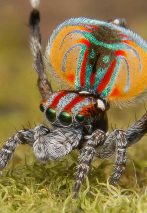 Carátula de Familias animales asombrosas · Episodi 8