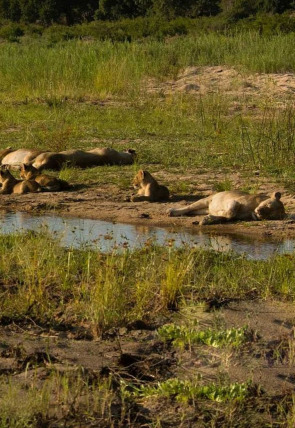 La vida en los ríos de África en la programación de La 2 (Documentales)