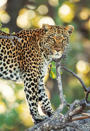 Los cuentos africanos de Maleika: Sobrevivir en el Kalahari en la programación de La 2 (Documentales)