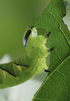 Póster de Momentos magicos. El hechizo de la naturaleza