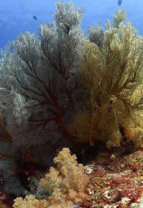 Carátula de Mares supremos: La carrera de las sardinas