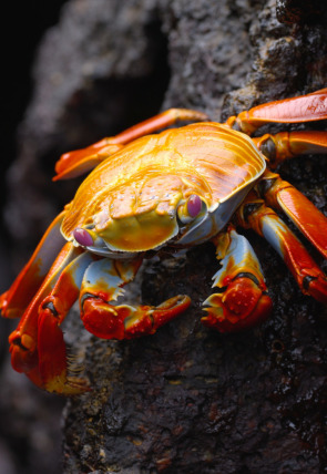 Carátula de Ecuador en la cima de la biodiversidad: De la Amazonía a las cumbres andinas · De lAmazònia als cims andins