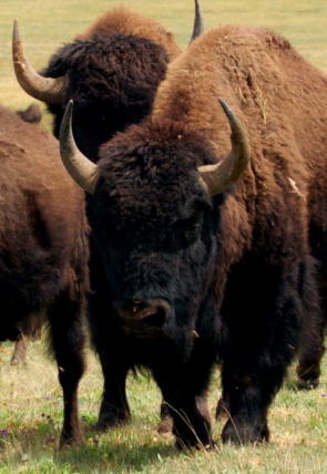 Póster de El bisonte: emblema de Estados Unidos · El bisó: una icona americana