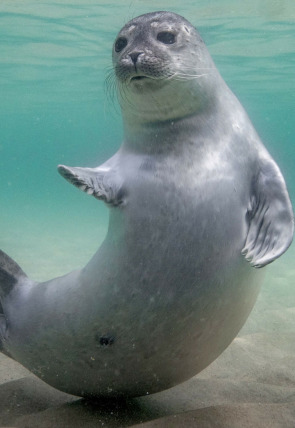 Carátula de Mares en movimiento · Mars en moviment