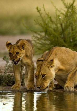 Póster de Pambara: Pambara (I)