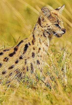 Carátula de Las criaturas secretas de África