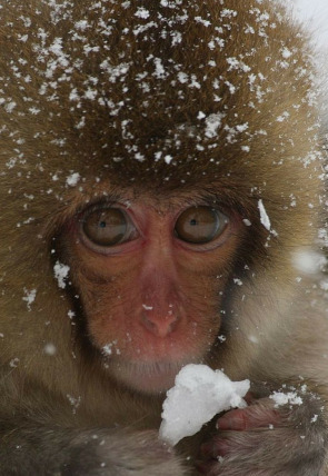 Animales adorables