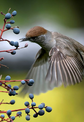 Carátula de Belleza y seducción en la naturaleza