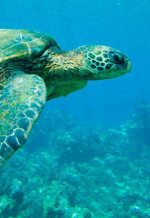 Póster de Lugares indómitos. La gran barrera de coral · Invierno