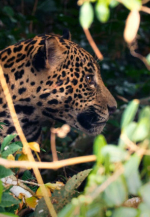 Carátula de Rayas y manchas