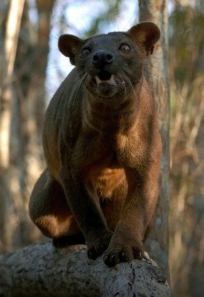 Póster de Un año en la selva