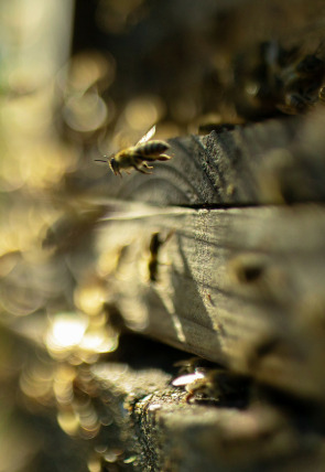 Los secretos de las abejas · La colmena en la programación de Nat Geo Wild HD (Documentales)