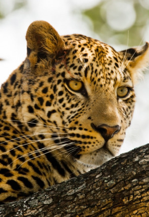 Póster de Kalahari: el desierto subterráneo de África