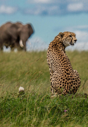 Póster de El linaje de los depredadores · El clan
