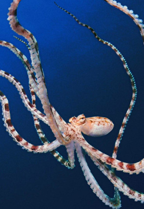 Póster de Los secretos de los pulpos · Seres sociales