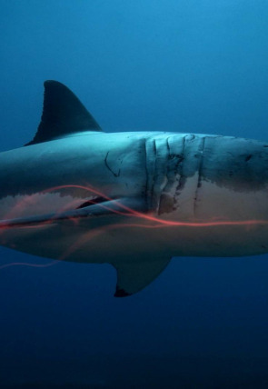 Carátula de Astutos y letales: Defensa