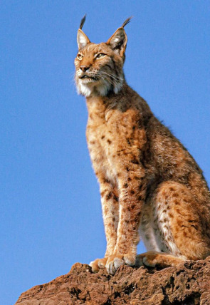 Carátula de La tierra del lince ibérico · Primavera