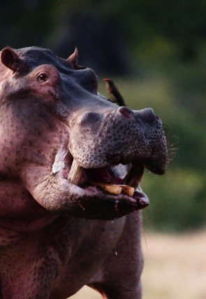 Póster de Katavi: Santuario de vida: Santuario