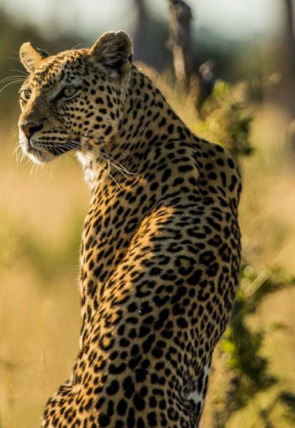 Póster de Predador vs. presa: Leopardo