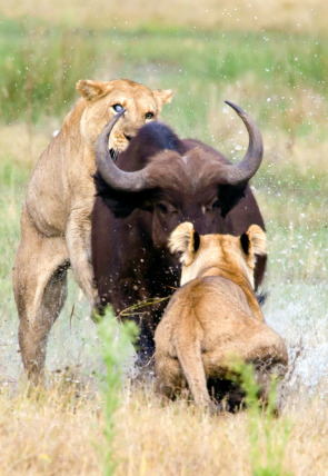 Póster de Concebido para matar: Oso polar