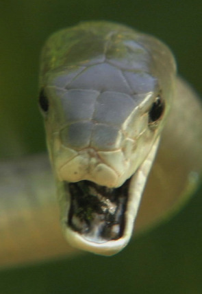 Los depredadores más letales del mundo · Asesinos diminutos en la programación de Nat Geo Wild HD (Documentales)