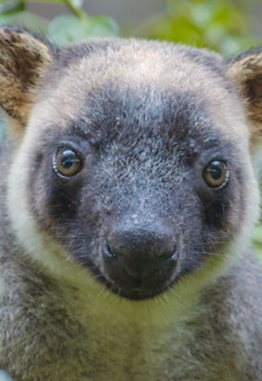 Póster de Canguros arboricolas: fantasmas del bosque