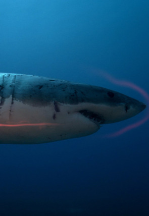 Póster de Astutos y letales: Engaño