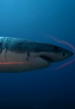 Póster de Astutos y letales: Supervivencia